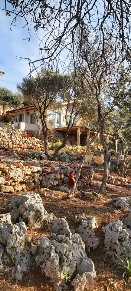 Detached house in an olive grove on a farm in Kas. — photo 15